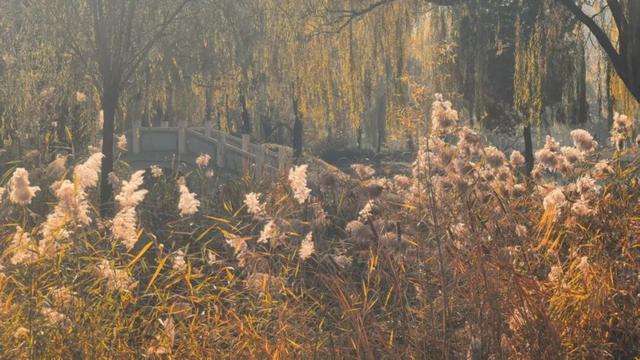 发现丰台之美 | 满目鎏金，层林尽染！南森美如画——