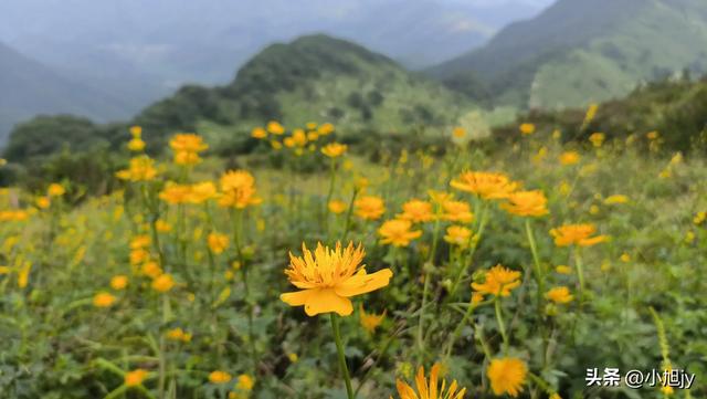 来呀，去白云山看金莲花，辽阳县大黑山风景区境内的白云山