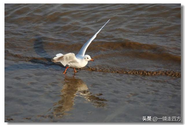 漫步丹东鸭绿江畔，可以隔江望见对岸的朝鲜