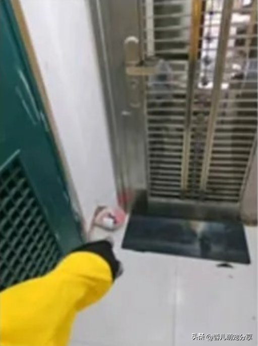 外卖员发照片说家人已签收，哈哈，外卖已被小猫签收！