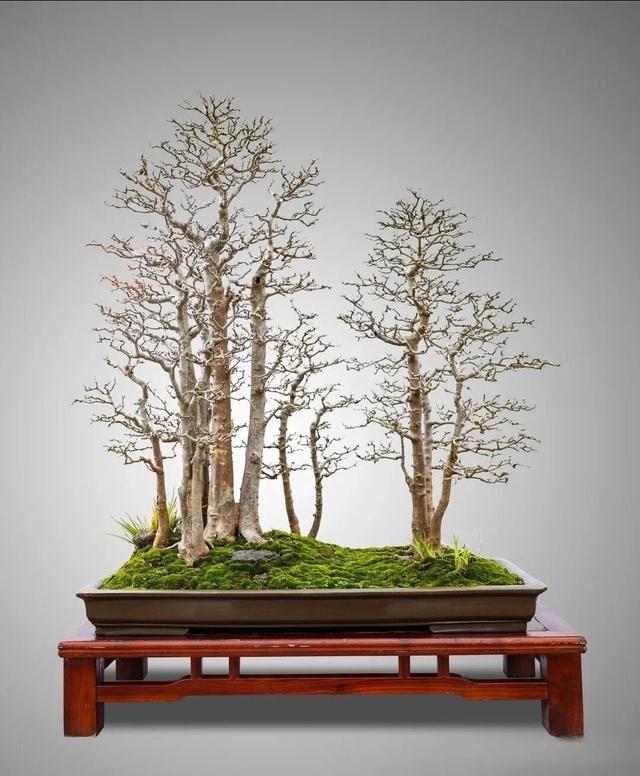 丛林盆景制作技巧｜把“微型森林”搬回家，丛林盆景这么做超简单