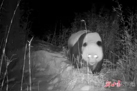 大熊猫清晨“打卡”甘肃白马河图片