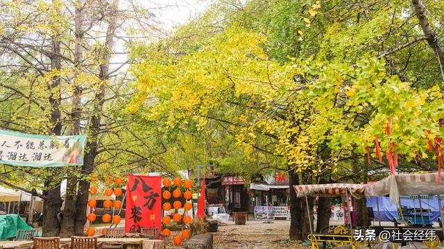 千年银杏染醉腾冲秋——走进“中国银杏第一村”