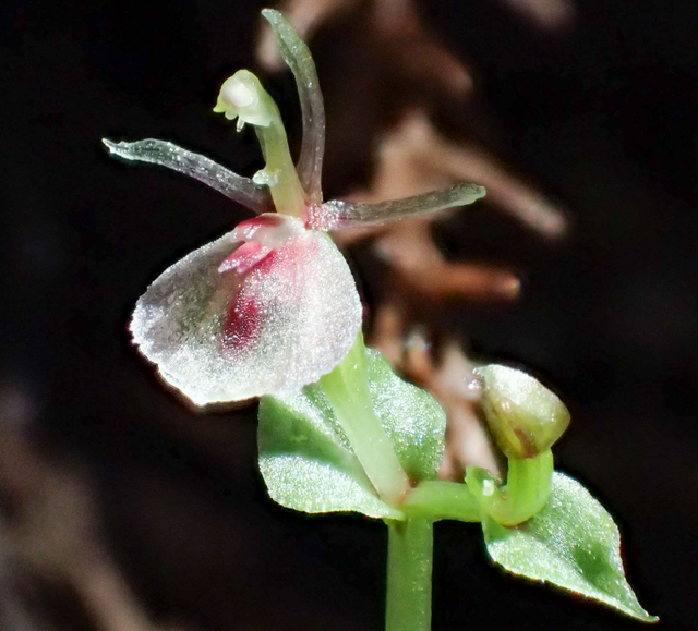 森林幽灵颠覆认知，无需阳光生长，二十年追踪现新种！