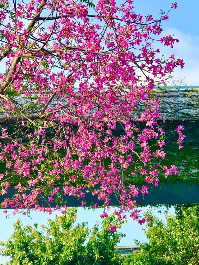 被厦门的秋天圈粉了!金色花海、粉色“云霞”……周末就出发→