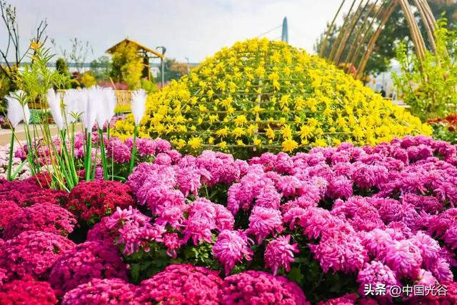 光谷菊展今起在鸡公山公园举行,各色“顶流”争奇斗艳等你打卡,持续至11月30日