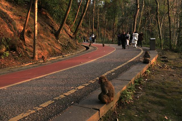黔灵山的猴子真的会拧开瓶盖喝水