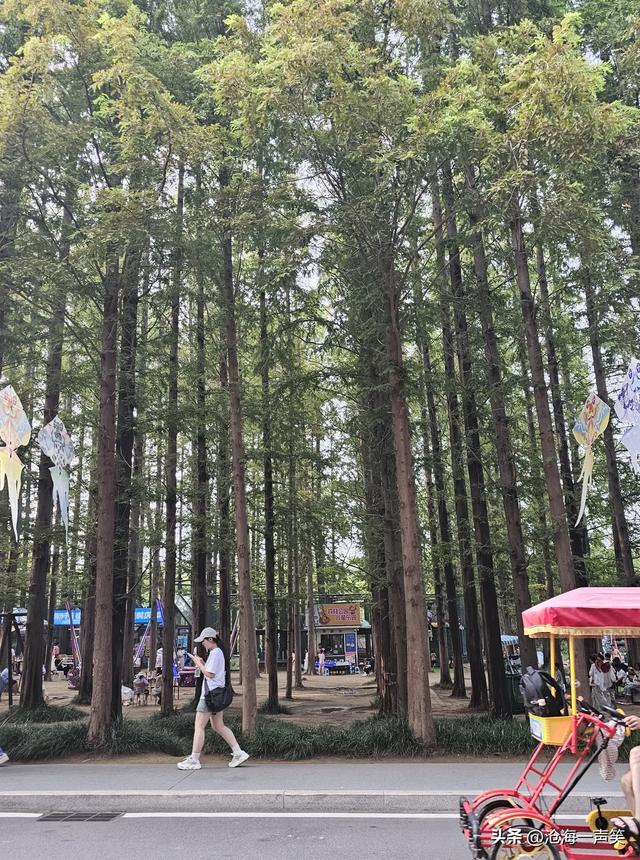 水杉的魅力，水杉大道水杉路，这是哪座城市?猜一猜吧