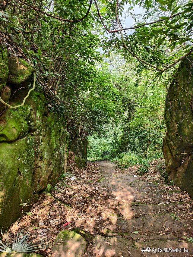 成都徒步（69）·彭州篇⑯法藏寺环线（桥断未走通）