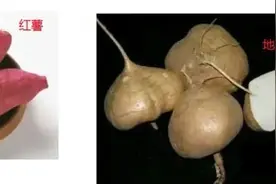 地瓜与红薯是有区别的，北方只有红薯没有地瓜图片