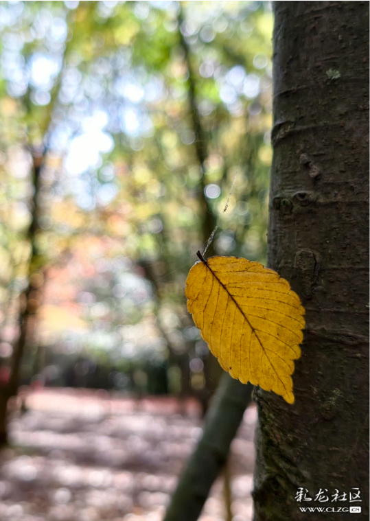 立冬 昆明植物园拾秋
