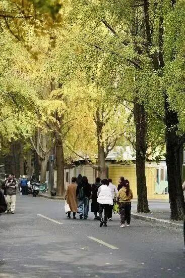 银杏黄了，太阳暖了，武侯在等你