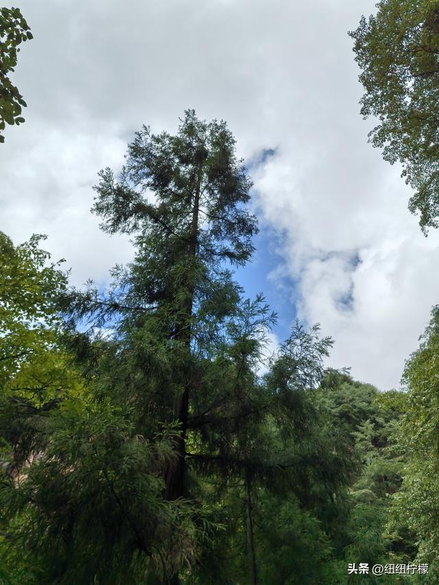 在江津四面山景区看了瀑布爬了梯，又坐了超级滑道听了潺潺流水声