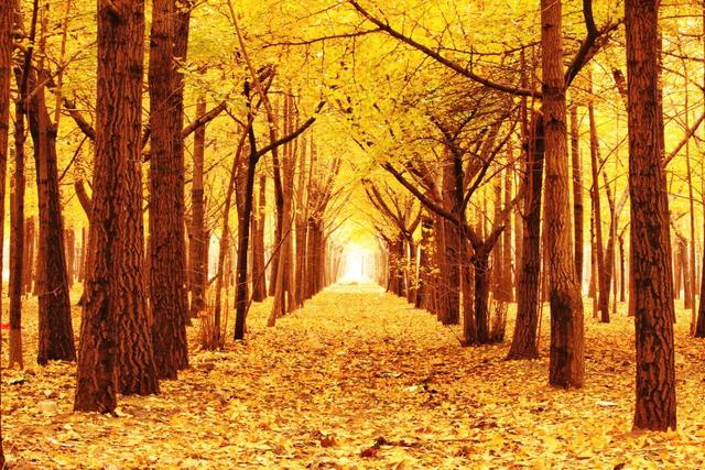 11月，去赏银杏吧！8个高颜值赏秋地，速来拍美照，挑一个就出发