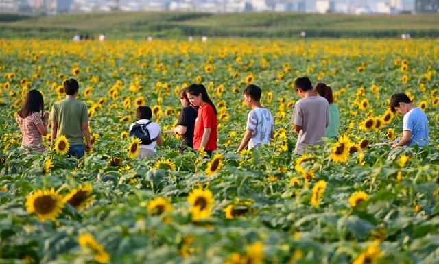 全国第六！罗平再次荣登全国县域文旅融合发展潜力百强榜