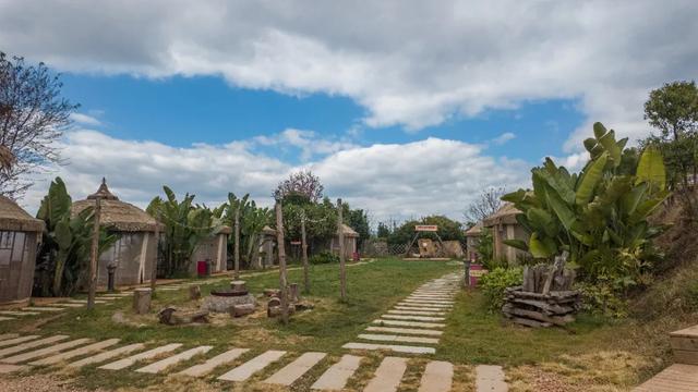 昆明市区冬樱花树下连猪都能自由奔跑的世外桃源