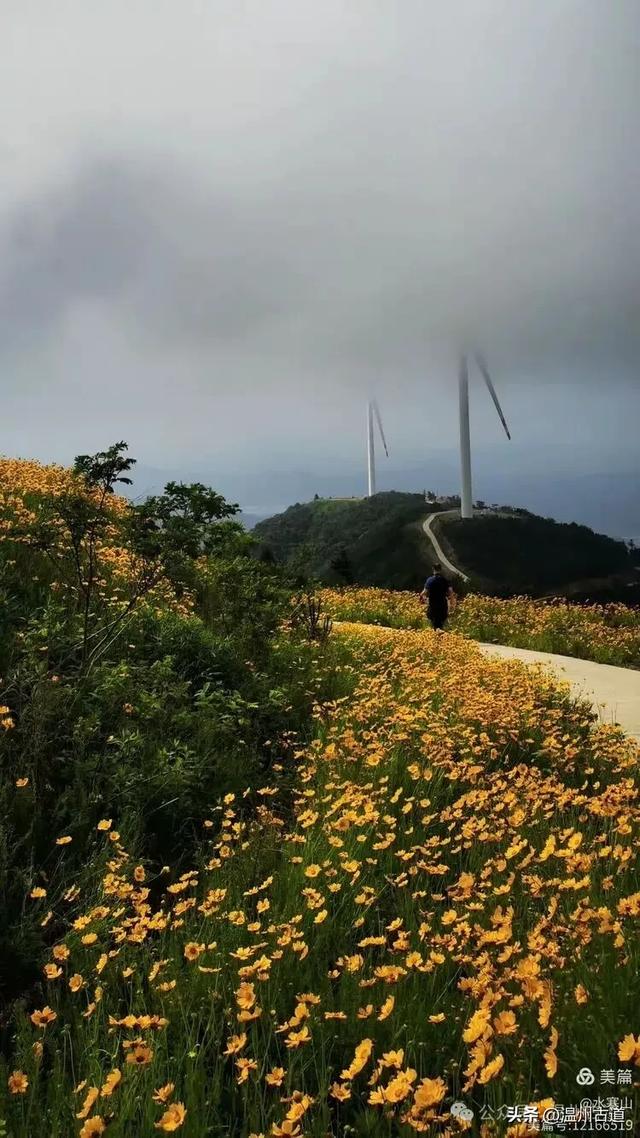 打卡最美风车花海！台州这个森林公园的夏天最烂漫，你可去过？