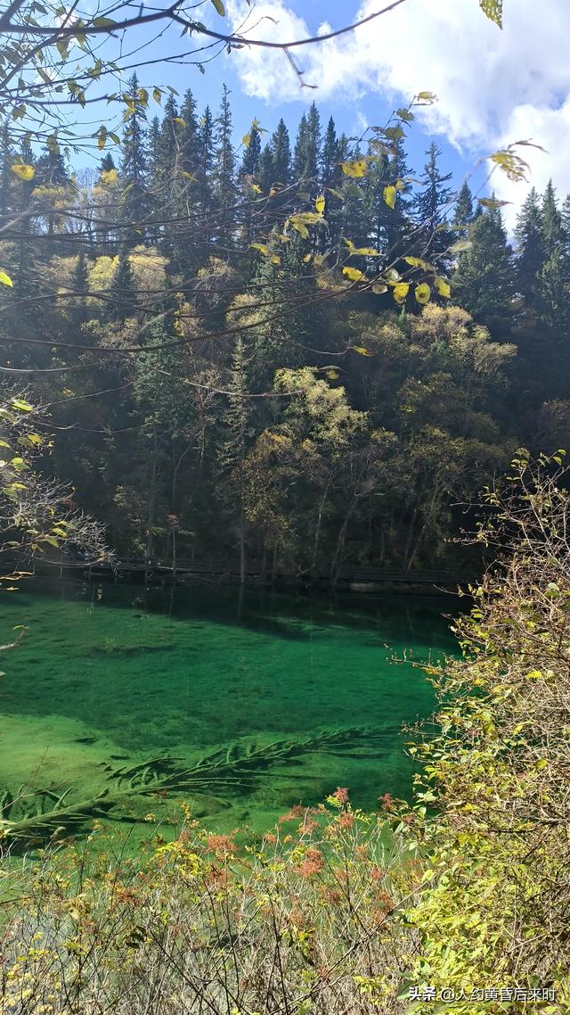 今年的彩林，选择了神仙池（嫩恩桑措）