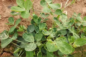 花生叶片皱缩，出现小白点，多是蓟马危害，3个配方可高效防治图片