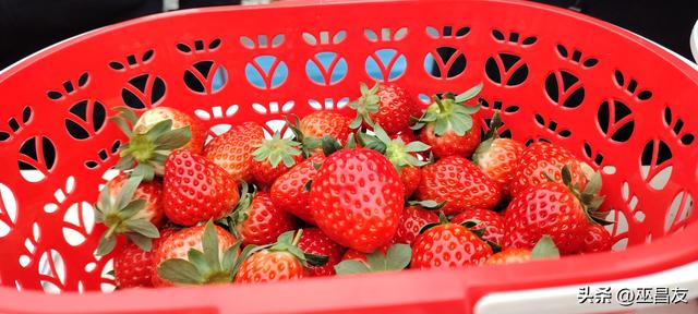 成都东部新区莓语田园的静好时光