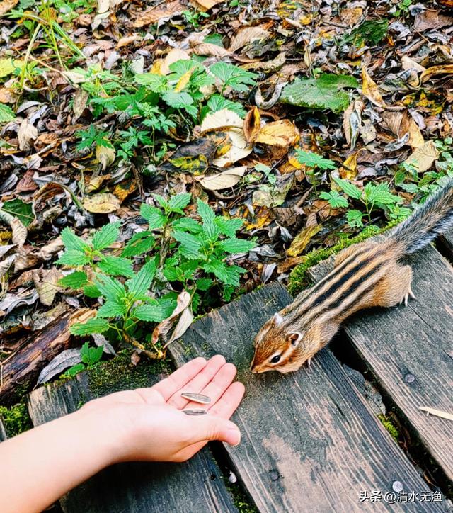 黑龙江与俄罗斯交界有座小城，网友称其为“东北小新西兰”美翻了