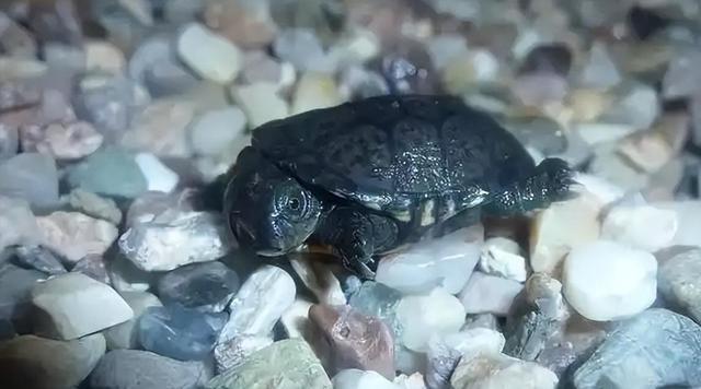 严禁入境后果严重！两女子在紧身裤内藏68只，被广东海关查获