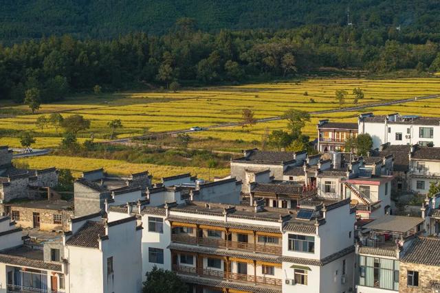 塔川秋色已上线！乌桕+民宿，等你来打卡~ | 皖美秋日