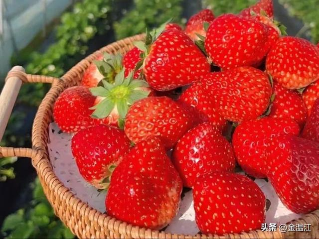 哇！温江的春天也太会了吧～