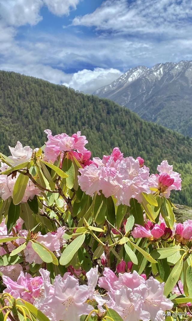 中山赏花指南：免费公园+徒步圣地老少皆宜，1.2万株黄花风铃木