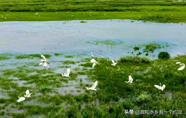 沅江南洞庭湖：一张会呼吸的湿地名片，等你来深呼吸！