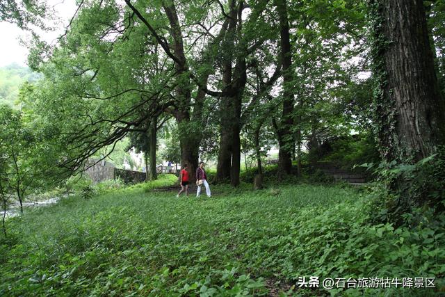 藏在皖南的“天然氧吧”，石台牯牛降等你来吸氧！