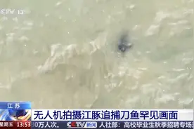 极危动物追着濒危动物咬！无人机拍下罕见画面图片