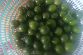 柠檬果实，柠檬树我爱你。图片