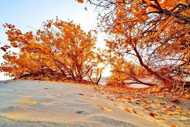 出片率100%！赴一场沙漠胡杨的金色之约