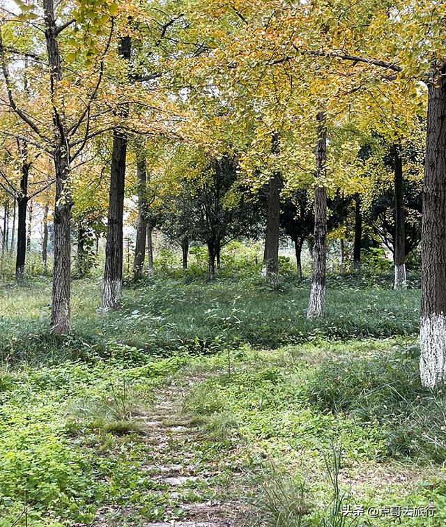 成都市区最大银杏林，金黄如海超壮观，不要门票，地铁公交直达！