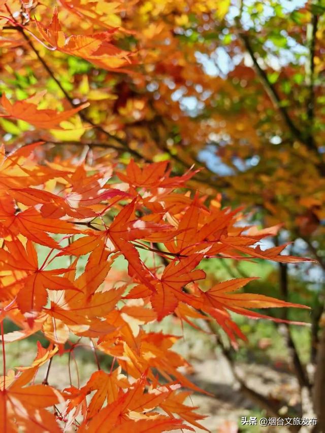 【乐游烟台】趁着秋色未散，再来昆嵛山赴一场山水之约吧~