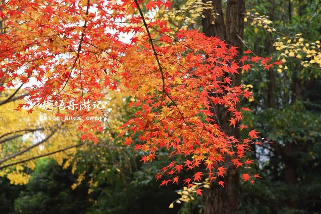 宁波慈溪的宝藏型公园，银杏水杉与红枫共绘秋日大片，比油画还美