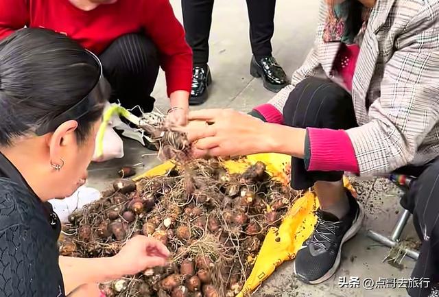 成都彭州被低估的场镇，3公里银杏长廊超级壮观，公交车直达！