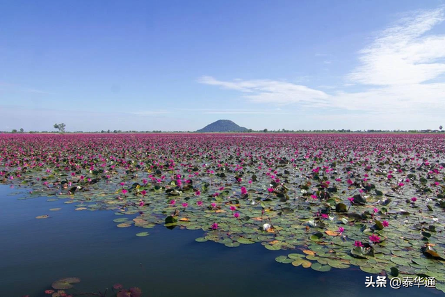 一期一会！泰国那空沙旺府万亩红莲盛开，邀游客共赏美景！