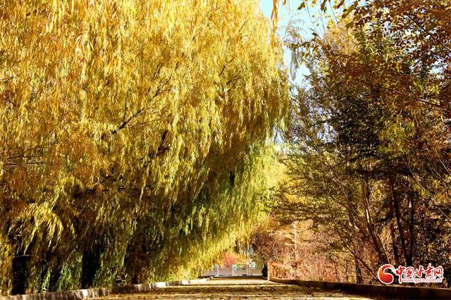 陇拍客丨临泽小城秋景入画