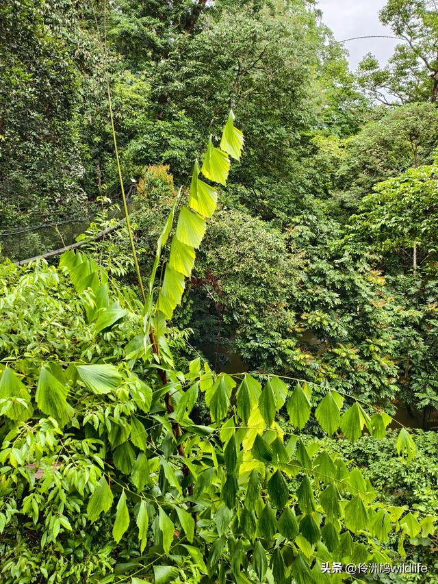 马来西亚(31)砂拉越州⑤姆鲁山canopy树冠高空漫游