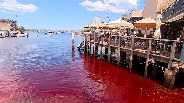 大凶之兆出现？圣经末日预言应验，波斯湾海水血红色，怎么回事？