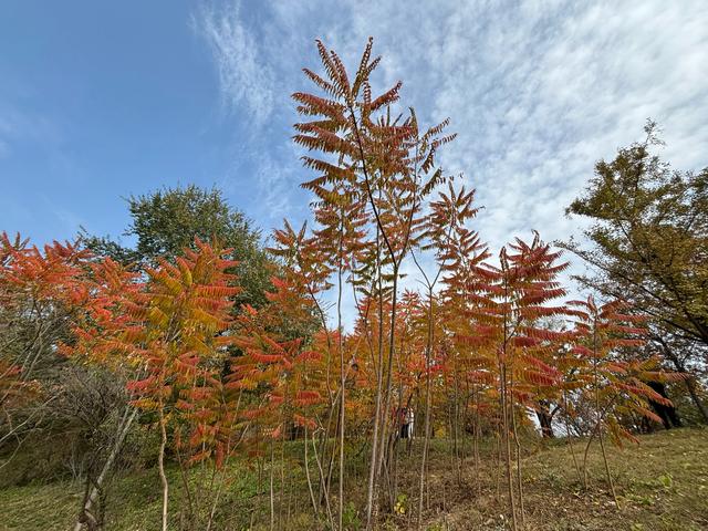 国家植物园赏秋