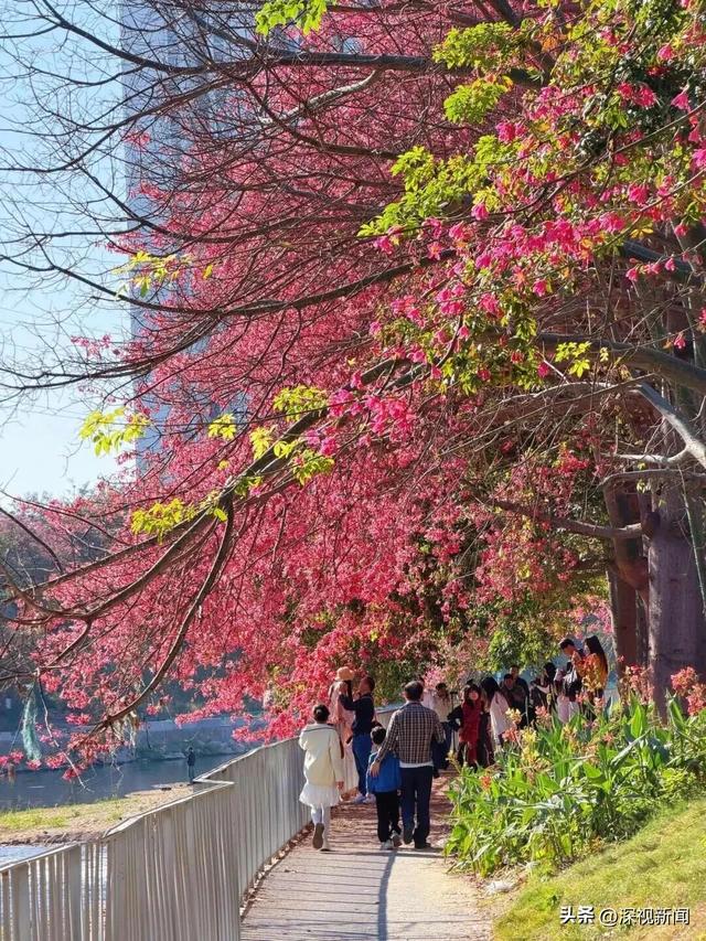 深圳限定浪漫！周末快来赴一场粉色花海盛宴