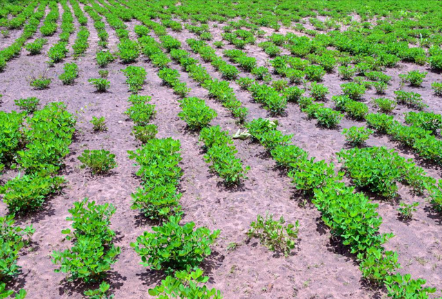 总统“草药治艾滋”、小伙陪老白女？冈比亚如何沦为恋爱旅游地狱