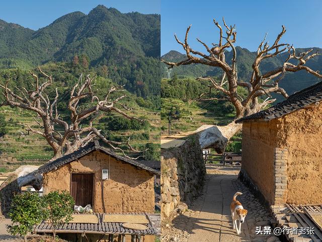 走遍浙江古村落，为了看一棵枯树，我骑行一千公里来了两趟松阳