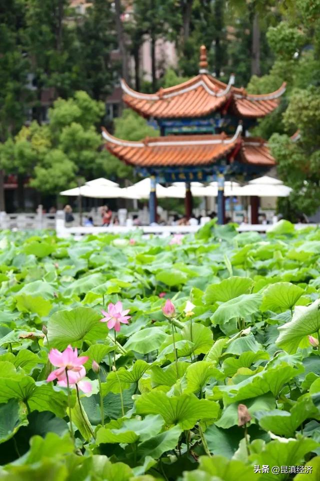 这个暑期，来昆明“菇凉一夏”（附野生菌美食推荐榜单）