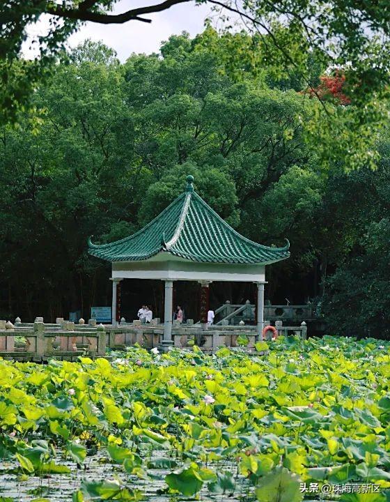 坐船去珠海高新区更惬意！凭船票住酒店立减200元