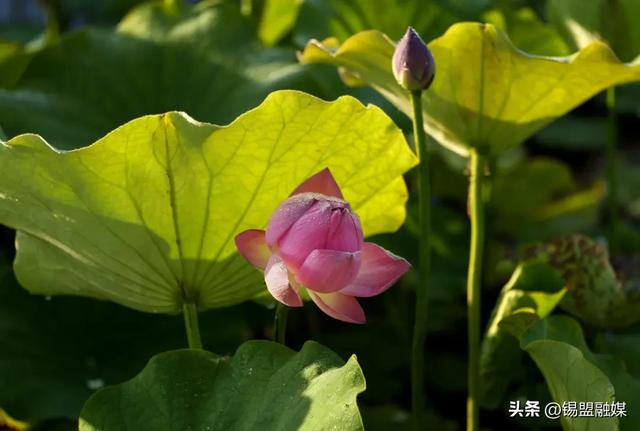 出片率100%！就在锡林浩特，赶紧安排→