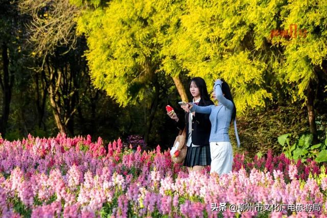 满城缤纷！蟠龙路、西堤路……柳州这些地方太好拍！春日赏花地图出炉